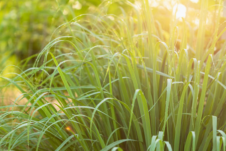 Macro green leaf of lemongrass in the garden at morning time with water drop and sunlightの写真素材