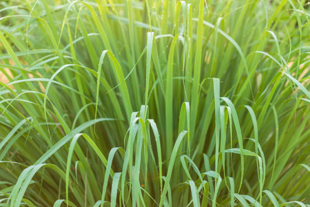 Macro green leaf of lemongrass in the garden at morning time with water drop and sunlightの写真素材