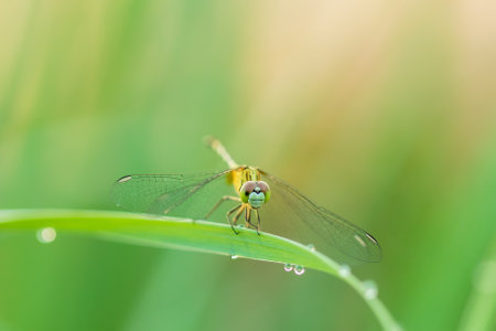 Macro dragonfly in nature on green blur backgroundの写真素材