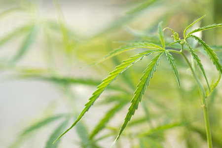 Macro leaf of green fresh of marijuana tree on wooden plank background