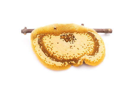 Honeycomb on tree branch isolated on white background. Food and health care concept