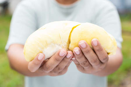 Close up hands woman holding Piece of peel Durian fruit. Food concept
