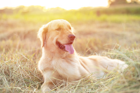 Smart brown Golden Retriever laying in the rice field at sunset time