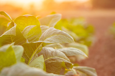 View of young green tobacco plant in field at Sukhothai province northern of Thailandの写真素材