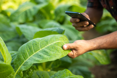 Asian farmer working in the field of tobacco tree to take care or checking on tobacco leaf after planting. Agriculture Conceptの写真素材