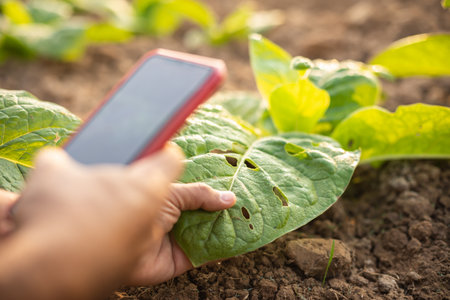Asian farmer working in the field of tobacco and research or checking problem about aphis or worm...