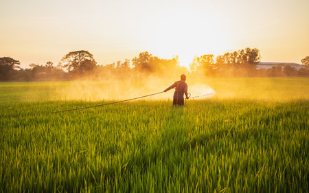 Asian farmer working in the field and spraying chemical or fertilizer to young rice field in sunset timeの写真素材