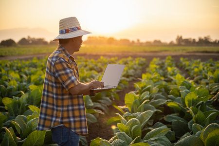 Asian farmer working in the field of tobacco tree and using laptop to find an infomation to take...
