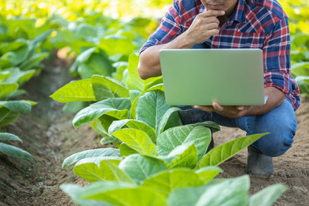 Asian farmer working in the young tobacco field, Man using digital laptop to planning management, examining or analyze young tobacco after planting. Smart farming Technology for agriculture Concept.の写真素材