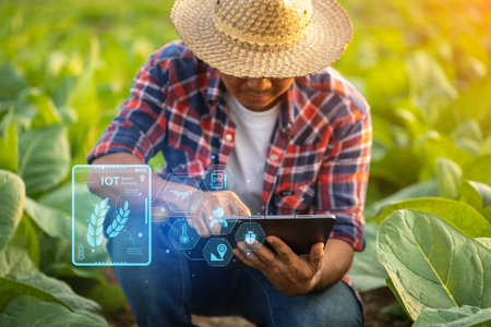 Asian farmer working in the tobacco field. Man is examining and using digital tablet to management,...