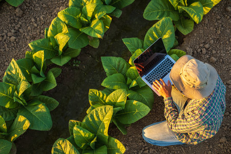 Asian farmer working in the field of tobacco tree and using laptop to find an infomation to take care or checking on tobacco plant after planting. Technology for agriculture Conceptの写真素材