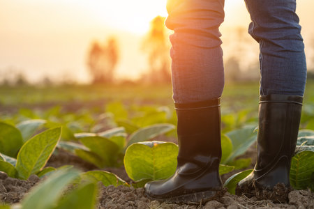 Clase up farmer legs. Farmer wearing black rubber boots and standing at the young tobacco field at sunset time. Agriculture business conceptの写真素材