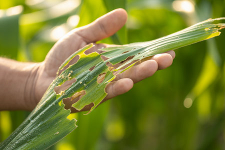 Asian farmer working in the corn and checking problem in his farm about aphis or worm eating on corn leaf after planting. Business and agriculture conceptの写真素材