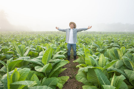 Happy farmer. Asian farmer working in the field of tobacco tree, spread arms and raising his success fist happily with feeling very good while working. Happiness for agriculture business concept.の写真素材
