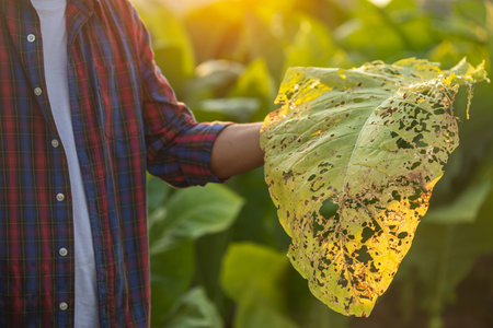 Asian farmer working in the field of tobacco tree and holding damage or wasted leaves after planting. disease in plants and agriculture Conceptの写真素材
