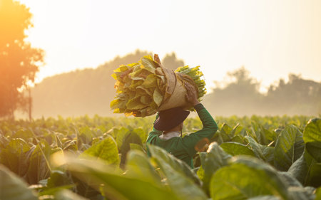Asian farmer working in the tobacco field and collect tobacco leaves. Man is carrying the harvest of...