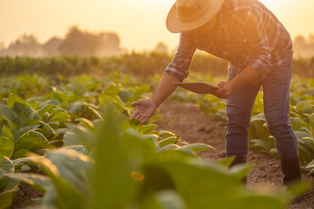 Asian farmer working in the tobacco field. Man is examining and using digital tablet to management, planning or analyze on tobacco plant after planting. Technology for agriculture Conceptの写真素材