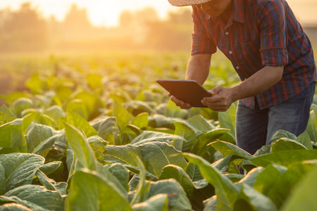 Asian farmer working in the tobacco field. Man is examining and using digital tablet to management, planning or analyze on tobacco plant after planting. Technology for agriculture Conceptの写真素材