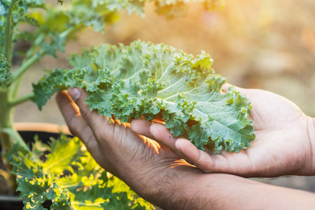 Idea of vegetables for health. Farmer's hands holding kale leaves in the garden. Kale is the queen of green vegetables and super food if compared to other types of vegetables in the same amount.の写真素材
