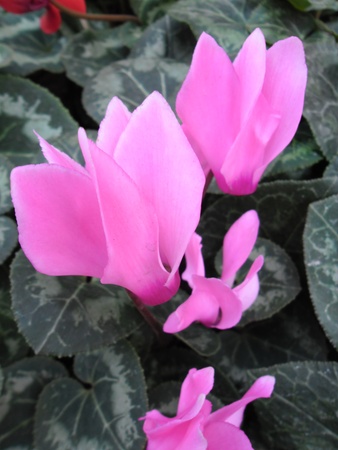 Flowerの写真素材