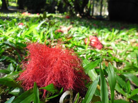 Flowerの写真素材