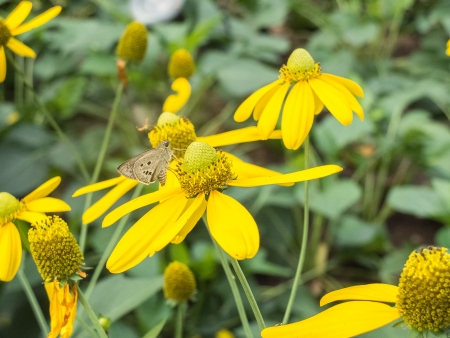 Butterfly with yellow flower.の写真素材