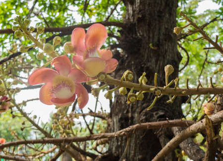 Under the treeの写真素材