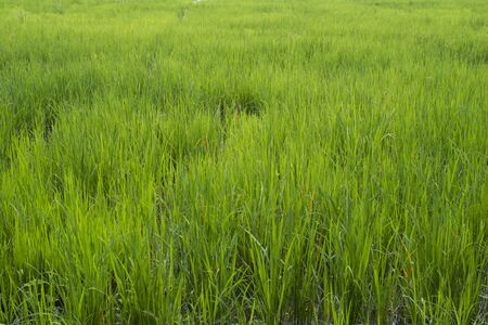 Green Riceの写真素材