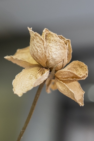 Dry roseの写真素材