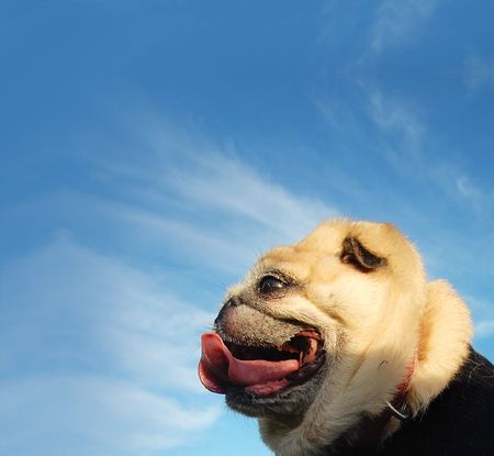 Funny profile shot of a cute pug dog with clear ble sky area for copy textの写真素材