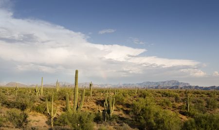 Beautiful view of desert wilderness in Arizonaの写真素材