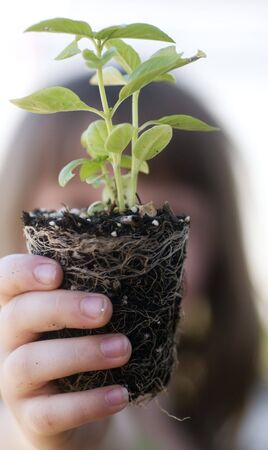 Young child holding up plant to blue sky