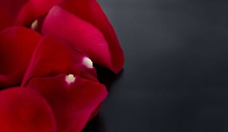 Red rose petals against black backgroundの写真素材