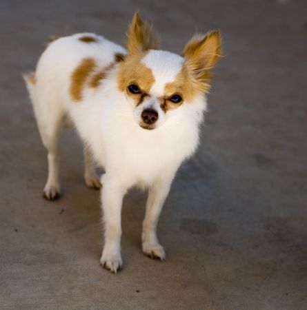 Chihuahua pet dogの写真素材