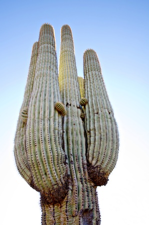 Saguaro cactusand mountains in background near Scottsdale,AZ,USA. の写真素材