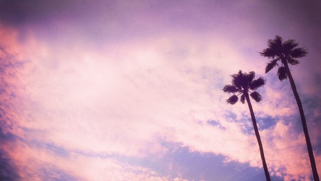 grunge palm backgroundの写真素材
