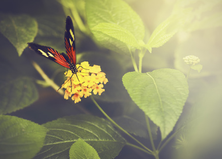 Nature background with butterfly