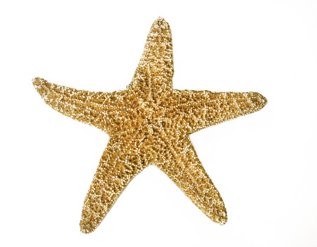 Starfishの写真素材