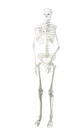 Human skeletonの写真素材