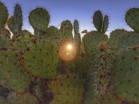 Desert saguaro cactus beautiful sky nature Arizona backgroundの写真素材