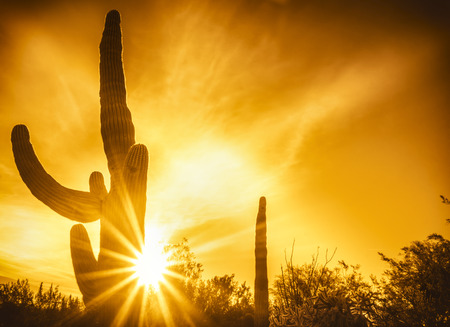 Saguaro Cactus tree sunset over desert Scottsdale,Arizona,USAの写真素材