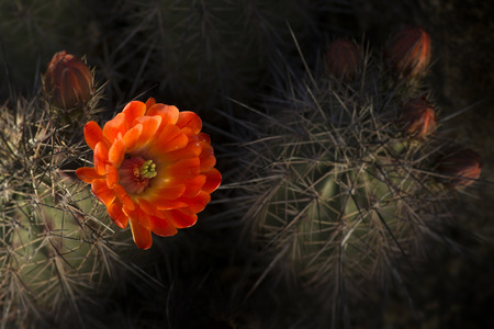 Desert cactus flower blooming, Phoenix,AZ,USAの写真素材