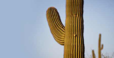 Saguaro Tree greeting banner American South Westの写真素材