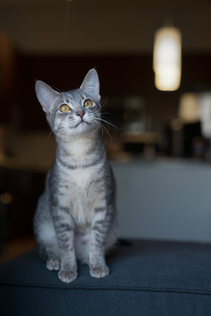 Curious kitten, focus on eyes, shallow depth of field.