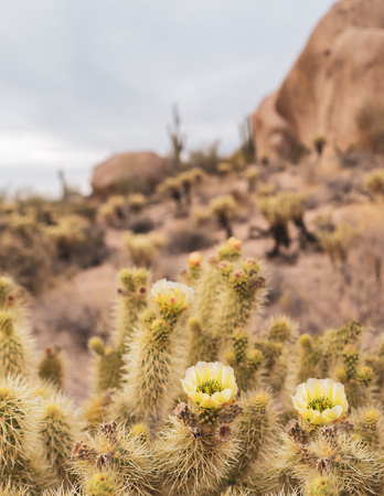 Desert cactus tree with blooming flower, Scottsdale, Arizonaの写真素材