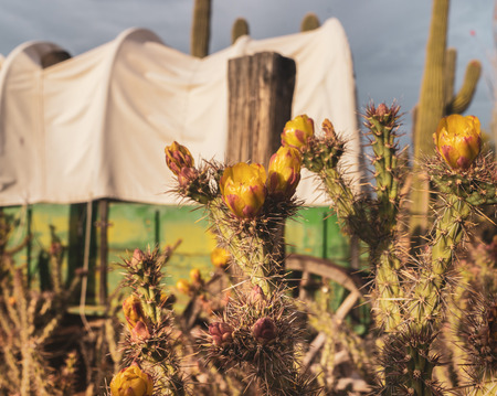 Wild west wagon desert backgroundの写真素材