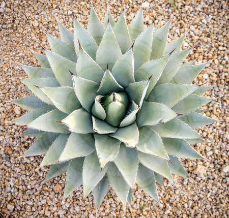 Desert garden landscape agave succulent plant shot directly from above.の写真素材