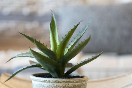 Home decor style with potted Aloe vera succulent plant.の写真素材