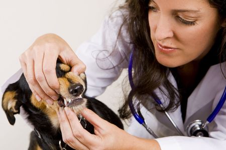 A veterinarian giving a dog an examinationの写真素材