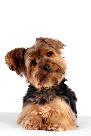 Cute little yorkshire terrier white backgroundの写真素材
